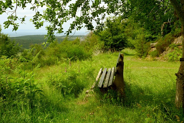 希望能够在 希望能够在