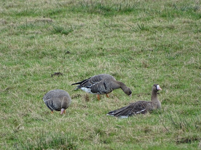 强大的基本 强大的基本
